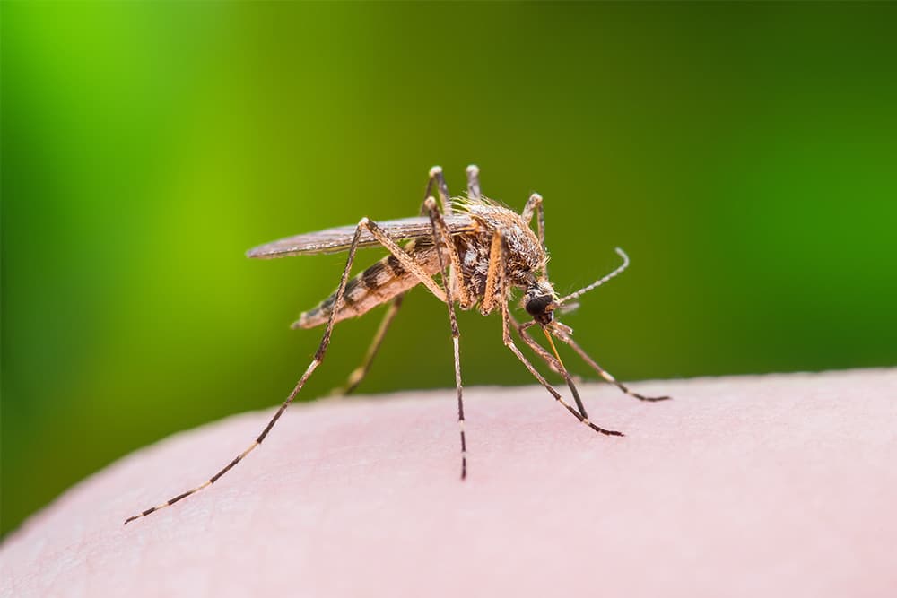 Commercial Pest Control