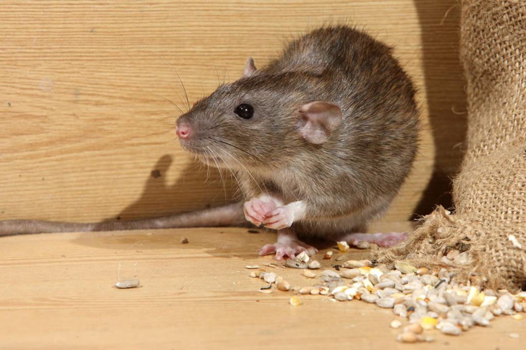 Commercial Pest Control