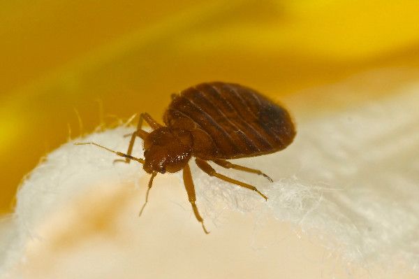 Commercial Pest Control